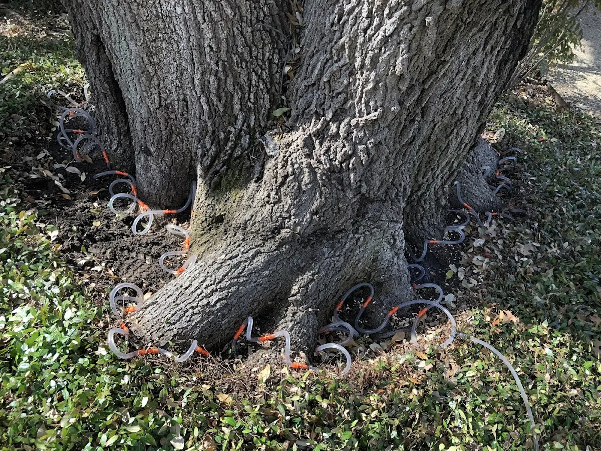 Detailed Tree Cabling and Bracing job site in Armstrong Creek