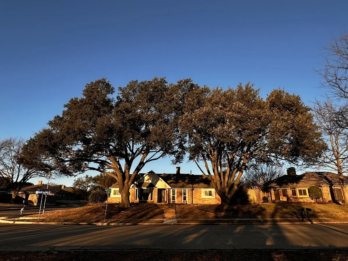 Established residential canopy tree shading a home in Armstrong Creek